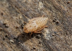 Aphrodini