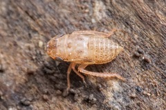Aphrodini