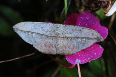 Patalene hamulata