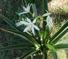 Pancratium illyricum