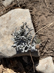 Pseudevernia consocians