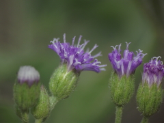 Cyanthillium cinereum