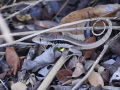 Leiocephalus psammodromus