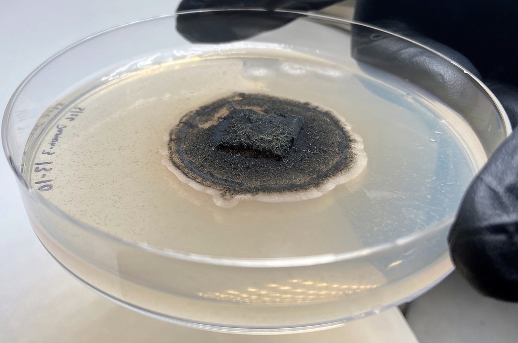 Stachybotrys - Black Mold Growing in Lab conditions