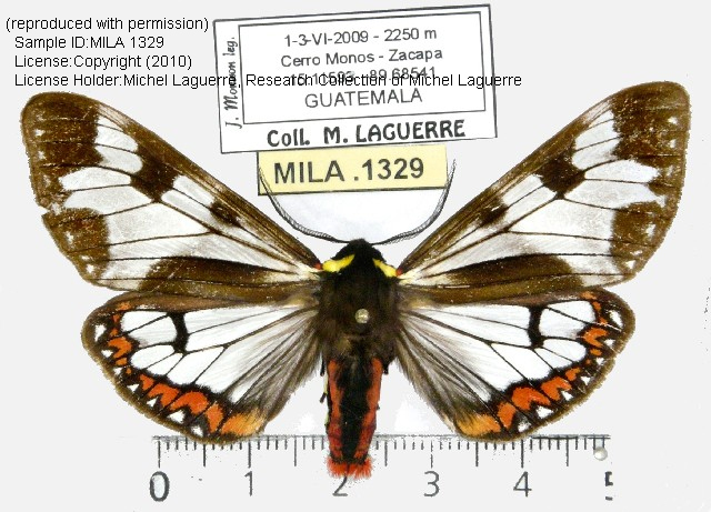Dysschema intermedium