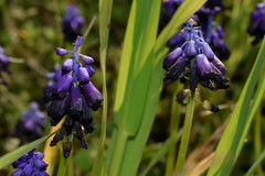 Muscari commutatum