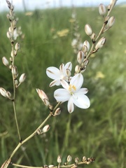 Chlorophytum angulicaule