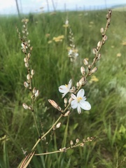 Chlorophytum angulicaule