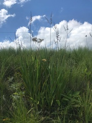 Chlorophytum angulicaule