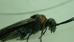 Dolerus haematodes
