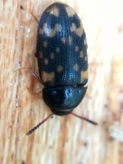 Mycetophagus atomarius