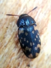 Mycetophagus atomarius