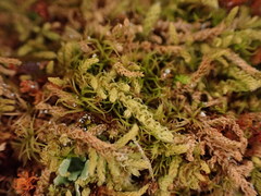 Claopodium bolanderi