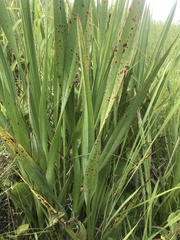 Chlorophytum angulicaule