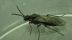 Dolerus haematodes