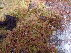 Claopodium bolanderi