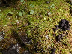 Claopodium bolanderi