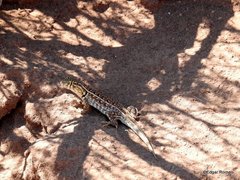 Liolaemus grosseorum