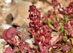 Rumex bucephalophorus bucephalophorus