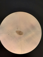 Parameciidae