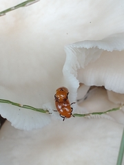 Mycomystes nigriventris