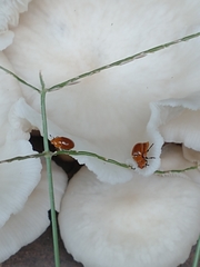 Mycomystes nigriventris