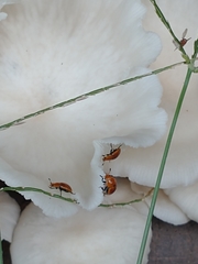 Mycomystes nigriventris