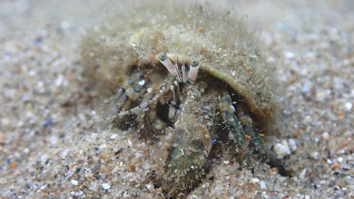 South-claw Hermit Crab, photo 7 of 7