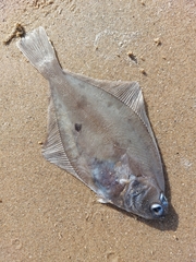 Limanda limanda