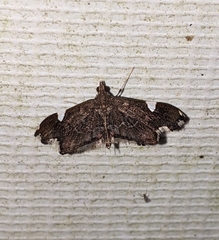 Deuterophysa obregonalis