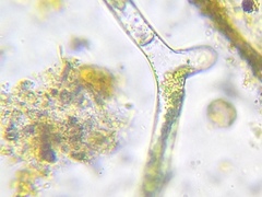 Mougeotia genuflexa