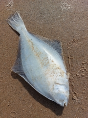 Limanda limanda