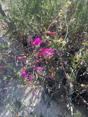 Penstemon × parishii