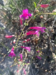 Penstemon × parishii