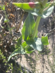 Penstemon × parishii