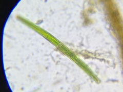 Closterium angustatum