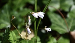 Claytonia virginica
