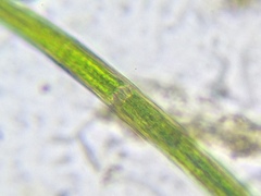 Closterium angustatum