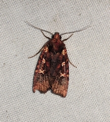 Perigea ignitincta