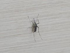 Toxorhynchites splendens