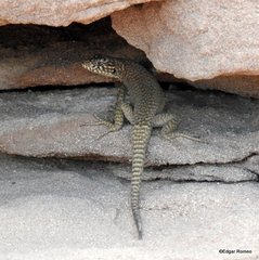 Liolaemus austromendocinus