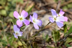 Malcolmia graeca