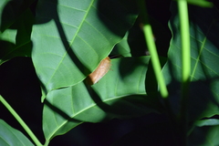 Pseudophoraspis nebulosa