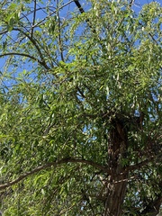 Salix
