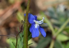 Veronica glauca