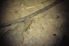 Aplocheilus lineatus