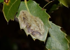 Phyllonorycter belotella