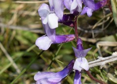 Vicia villosa microphylla