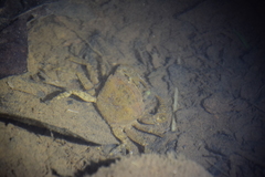 Parathelphusa maculata