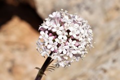 Valeriana italica